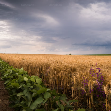 Enhancing the resilience of agri-food systems under climate change