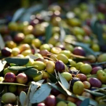 Al Moutmir initiative launches 6,922 demonstration platforms to support olive tree farmers