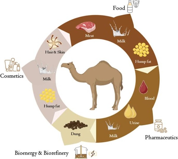 Science Pulse | From Camel Waste to Circular Bioeconomy 2 Science Pulse | From Camel Waste to Circular Bioeconomy